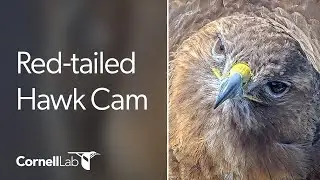 Cornell Red-tailed Hawks Live Cam - #CornellHawks | Cornell Lab