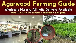Agarwood Farming In India | Agarwood Tree Price In Assam | Assam Agarwood Plants Nursery