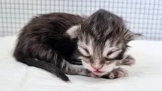 27 Hours Alone - Little Kitten Waiting for His Siblings to Be Born