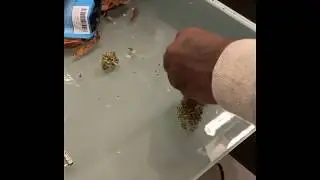 Offset with Cardi B getting the pre rolls ready.