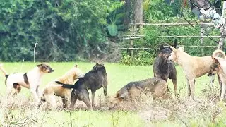 Popular Bally video in the countryside || Natureshow 2322
