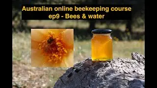 Online beekeeping video ep9: bees and water