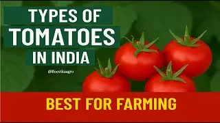 Top 6 Tomato Varieties in India 🍅 | Best Tomatoes for Farming, Cooking & Export | Explained!