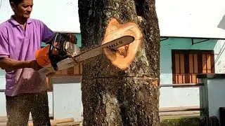 50 years old mango tree removal.
