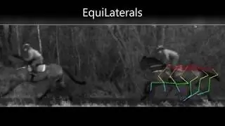 Racehorse Stride Analysis