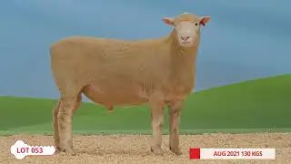 Lot 053 Tattykeel Poll Dorset Rams 2022 Sale