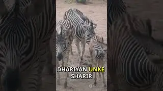Zebra Stripes: More Than Just a Fashion Statement!