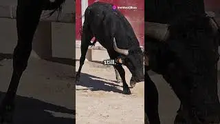 What to do if a bull starts charging at you? #dontbescaredbeprepared