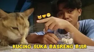 tutorial menyelesaikan masalah dgn cara cerita kpd kucing (kucingnya suka basreng bjir)