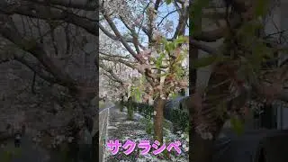 SAKURA stamens@ SecretJAPAN #spring #sakura #tokyo2025