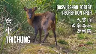 Taichung City | Dasyueshan Forest Recreation Area  [台中市大雪山森林遊樂區]