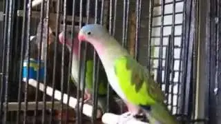 Princess of Whales Parakeet for Riot IronStylus