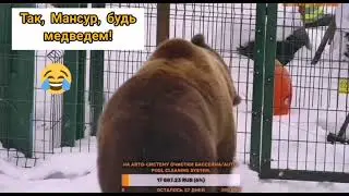 Дама для Медведя Мансура ♥️