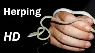 Herping Thailand | Catching wild lizards and snakes Part 1