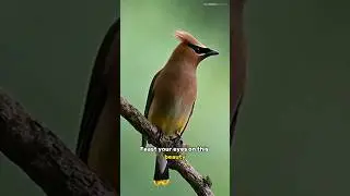 Bohemian Waxwings - Nature's Finest Gem
