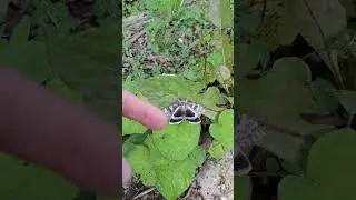 бабочка гигант. в реальности это голубая ленточница. ночная бабочка. #live #chill #nature