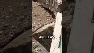 Ardillas!! ❤️