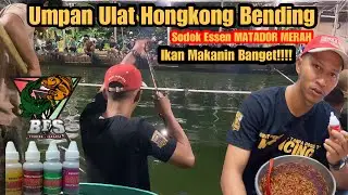 Settingan Exstrem❗️Sodok Essen Matador Merah Ikan Makanin Bangetttt❗️ #bfsfishing #essenmatador