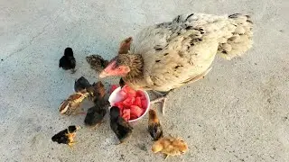 Raising Chicks with Mother Hen | Backyard Poultry | Mother Hen Care | Dr. ARSHAD