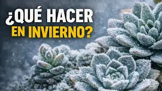 Suculentas en invierno: cuidados reales para que no se estropeen