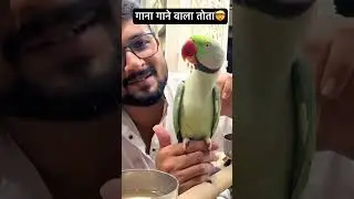 गाना गाने वाला तोता #talkingparrot #bolnewalatota #shortvideo #youtubeshorts #shorts
