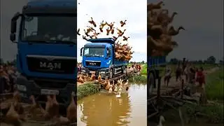 Overloaded Duck Truck Collapses Bridge &ndash; Ducks Take Flight in Chaos #DuckTruckDisaster #ViralShorts