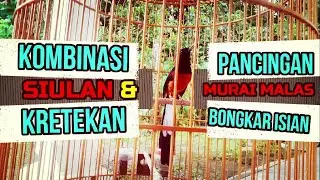 KOMBINASI SIULAN 🆚 KRETEKAN MURAI BATU❗PANCINGAN MURAI MALAS BONGKAR ISIAN