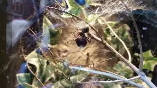 Western Black Widow eating.