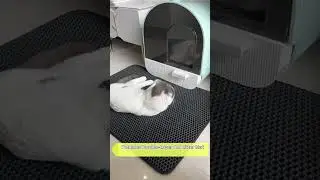 Cat Double Litter Control Mat to prevent litter from getting all over the floor #cat #cute