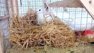 Australian white dove nesting and cooing