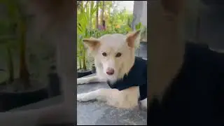 Belim's Pet products | Dog Summer T Shirts | Cotton Dog T Shirts |