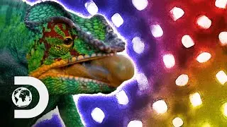 How Do Chameleons Change Colour? | How Do Animals Do That?