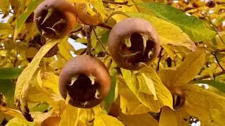 Unser Mispelbaum im Herbst ☀️