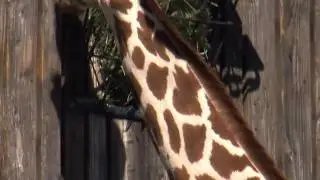 Top 5 Animal Fights   Untamed and Uncut   Animal Planet