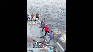 #youtubeshorts #shorts #short #shortsfeed #shortvideo #youtube #sustainablefishing #fishing