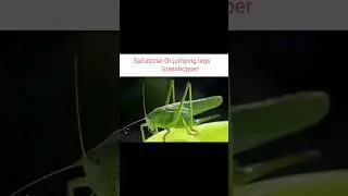 Saltatorial or jumping leg of grasshopper#entomology#insects#agriculture @virdi science#shorts