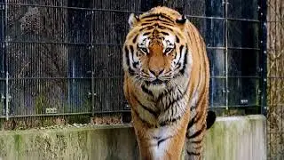 Beast And Beauty 😍🐅Slow-MO Deadly Combination 4k [Nature-ASMR] 2021