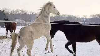 Wenn Faromir lustig ist, lässt er nicht einmal seinen Freund in Ruhe kacken... :-)