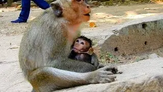 Baby monkey Delena look quiet & wonder : why is mum Dee Dee crying?
