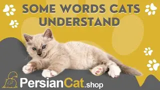 What words do cats understand?