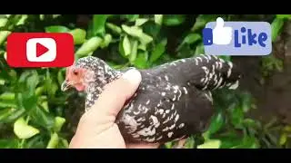 MANICA OU CANELUDA ? DEPENDE!