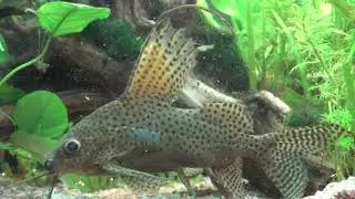 ACQUARIO JEWEL 180 4K | Guppy,  Synodontis Eupterus, Ancistrus Dolichopterus, Xiphophorus