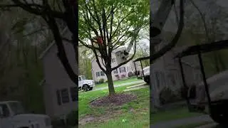 Tree Pruning Randolph NJ