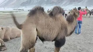 Two Humps Camel || Nubra Valley adventures || Bactrian Camel