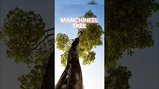 Manchineel Tree : The Deadliest Tree On Earth | #facts #shorts #shortvideo
