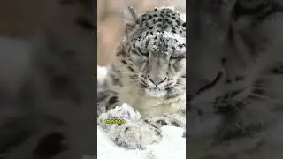 Macan Tutul Salju Aka Snow Leopard#shorts