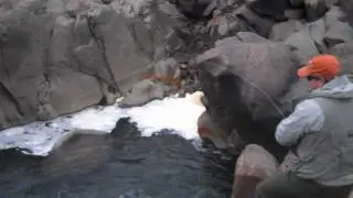 Iceland salmon fly fishing on Midfjardara River, late July