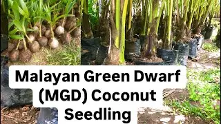 Malayan Green Dwarf Coconut Seedling #agriculture