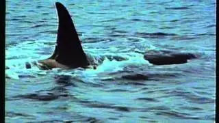 Cousteau - La grande aventure de la mer