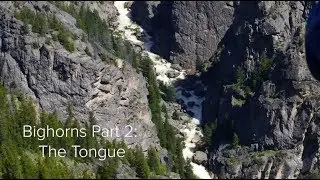 Bighorns Part 2: The Tongue